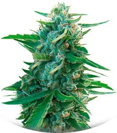 Sugar Black Rose regular (Delicious Seeds)