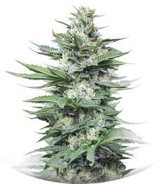 Sour Diesel #2 fem (Humboldt Seeds)