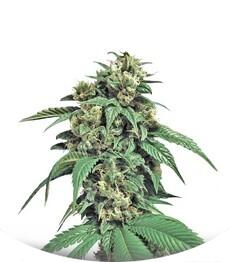 Wreckage regular (TH Seeds)