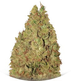 Krippleberry Auto fem (Dr. Krippling Seeds)
