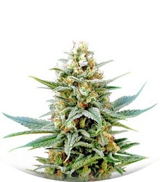 Kritikal-K fem (Kannabia Seeds)