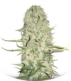 White Widow x Big Bud fem (Female Seeds)