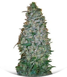 California Dream fem (Mandala Seeds)