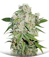 Auto Brooklyn Sunrise fem (Dutch Passion)