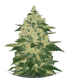 Afghan Kush Reg (World of Seeds)
