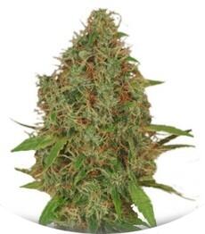 Dutch Haze fem (Dutch Passion)