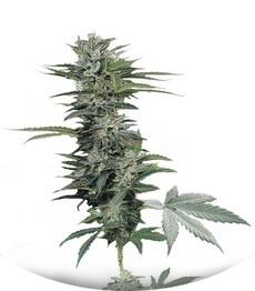 Roadrunner Autoflowering #2 fem (Dinafem Seeds)