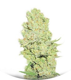 Channel + fem (Medical Seeds)