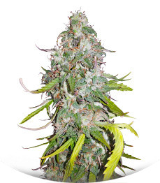 Dolly Kush fem (Dr. Krippling Seeds)