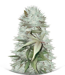 Mighty Mango Bud fem (Vision Seeds)