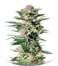 Patagonia fem (Trikoma Seeds)