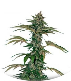 Grape Muerte Auto fem (Barney's Farm)