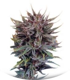 Trance fem (Dutch Passion)