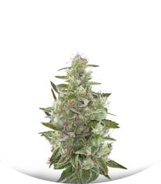 Cheese Autoflowering fem (Dinafem Seeds)