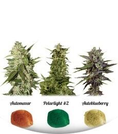 Colour mix 6 Auto Fem (Dutch Passion)