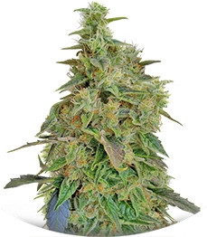 Dieseltonic fem (Resin Seeds)