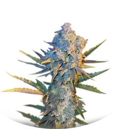 Diesel Ryder auto fem (Joint Doctor)