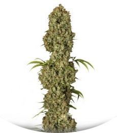 Jorge’s Diamonds #1 fem (Dutch Passion)