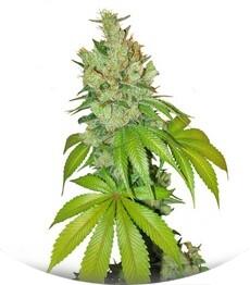 Kushberry fem (DNA Genetics)