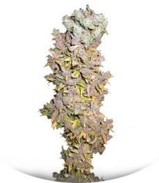 Northern Lights fem (Nirvana Seeds)