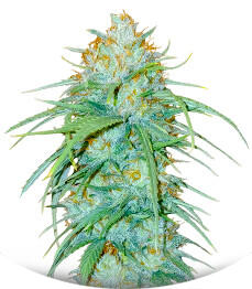 Sour Diesel x OG Kush fem (Seedkeepers)