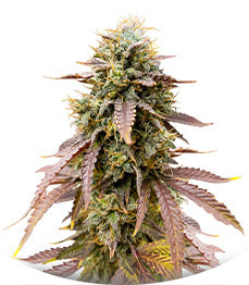 Florida Gaspack fem (Humboldt Seed Organization)