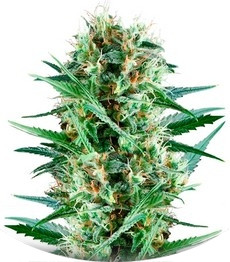 Royal Cookies fem (RQS)