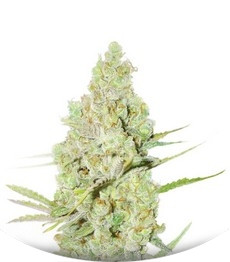 1024 fem (Medical Seeds)