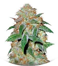 Dark Domina fem (Bulk Seed Bank)