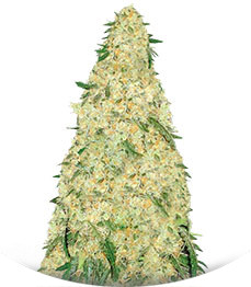 Bubblegum+ Pro fem (Victory Seeds)