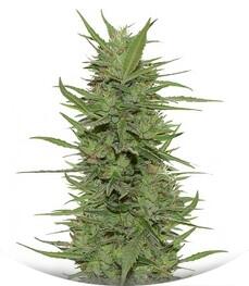 Dr Greenthumb’s Dedoverde Haze Auto fem (Humboldt Seeds)