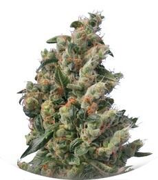 Kushage regular (TH Seeds)