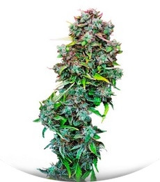S.A.D. Sweet Afgani Delicious Auto fem (Sweet Seeds)