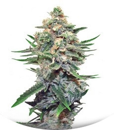 Snegurochka fem (Dutch Passion)