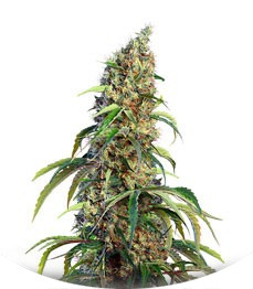 Black Jack CBD fem (Sweet Seeds)