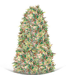 Brainkiller Haze fem (Vision Seeds)