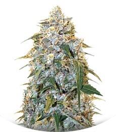 Cocopopo fem (Bulk Seed Bank)