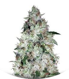 Auto OG Kush fem (Bulk Seed Bank)