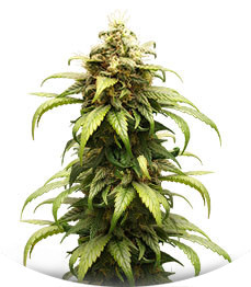 Skunk Amsterdam fem (Amsterdam Seeds)