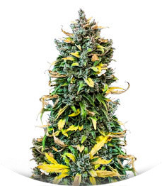 Haze Auto fem (Amsterdam Seeds)