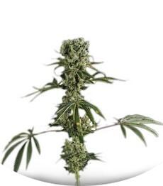 Moby Dick #2 fem (Dinafem Seeds)