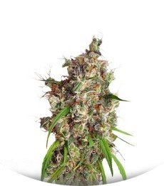 Desfrán fem (Dutch Passion)