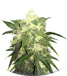 OG Kush Automatic fem (Nirvana Seeds)