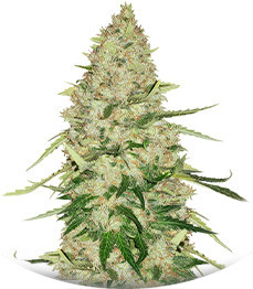 Lemon Citron fem (Humboldt Seed Organization)