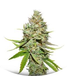 Blue Hash fem (Dinafem Seeds)