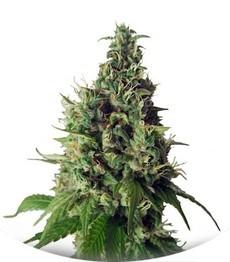 Orange Hill Special fem (Dutch Passion)