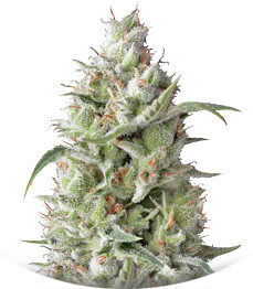 Sumo's OG Kush Auto fem (Sumo Seeds)