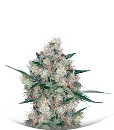 Honey Cream (Fast Flowering) fem (RQS)