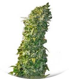 MAXI GOM auto fem (Grass-O-Matic)