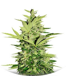 Supreme CBD Lemon OG Automatic fem (Nirvana Seeds)